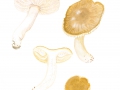 Cuphophyllus fornicatus (Fr.) Lodge et al. , Blassrandiger Saftling , Blassbrauner Saftling , Elfenbein-Saftling