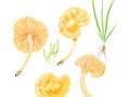 Cuphophyllus pratensis (Pers.: Fr.) Bon , Wiesen-Ellerling