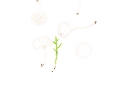Cuphophyllus virgineus (Wulf.) Kovalenko var. virgineus , Glasigweißer Ellerling