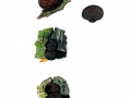 Daldinia petriniae Y.M.Ju et al. , Erlen-Kugelpilz, Erlen-Holzkohlenpilz