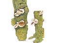 Encoelia furfuracea (Roth) Karst. , Hasel-Kleiebecherling