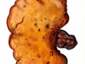Ganoderma valesiacum 2  Boud. , Walliser Lackporling