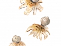 Geastrum coronatum Pers. , Dunkler Erdstern