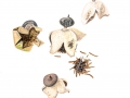 Geastrum pectinatum Pers: Pers. , Kamm-Erdstern