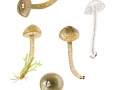 Gliophorus irrigatus (Pers.: Fr.) A.M. Ainsw. & P.M. Kirk , Grauer Saftling