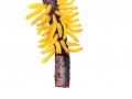 Gymnosporangium clavariiforme  (Wulfen) DC , Großer Weißdorn-Gitterrost