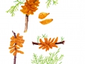 Gymnosporangium sabinae G. Winter , Birnengitterrost