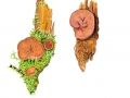Gyromitra ancilis (Pers.: Fr.) Kreisel , Nadelholz-Scheibenlorchel