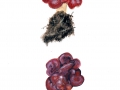 Gyromitra esculenta (Pers.: Fr.) Fr. , Frühjahrs-Giftlorchel