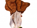 Gyromitra infula (Schaeff.: Fr.) Quél. , Bischofsmütze
