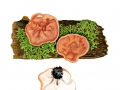 Gyromitra parma (Breitenb. & Maas Geest.) Kotl. & Pouz. , Niedersächsische Scheibenlorchel, Schildförmige Scheibenlorchel, Auwald-Scheibenlorchel