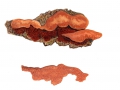 Hapalopilus nidulans (Pers.: Fr.) Murrill , Zimtfarbener Weichporling