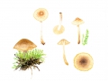 Hebeloma hygrophilum Poumarat & Corriol , Nordischer Weiden-Fälbling