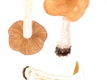 Hebeloma sinapizans (Paulet: Fr.) Gillet , Nichtbräunender Rettich-Fälbling