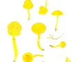 Hygrocybe ceracea (Wulfen: Fr.) Kumm. , Brüchiger Saftling , Zerbrechlicher Gold-Saftling