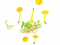 Hygrocybe inspida (J.E. Lange) M.M. Moser , Gelbrandiger Saftling