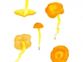 Hygrocybe reidii 2  Kühner , Honig-Saftling