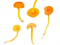 Hygrocybe reidii Kühner , Honig-Saftling