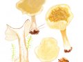 Infundibulicybe-gibba (Pers.: Fr.) Harmaja , Ockergelber Filztrichterling