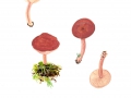 Lactarius camphoratus (Bull.) Fr. , Kampfer-Milchling