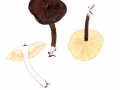 Lactarius lignyotus Fr. , Mohrenkopf-Milchling