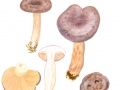 Lactarius trivialis Fr. , Nordischer Milchling, Nordischer Reizker, Blaureizker