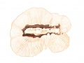 Lenzites betulina  (L.: Fr.) Fr. , Birkenblättling, Birkentramete , Birken-Blätterporling2