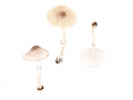 Lepiota pseudolilacea Huijsman , Manschetten-Schirmling