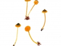Mycena aurantiomarginata (Fr.) Quél. , Orangeschneidiger Helmling