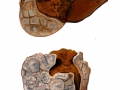 Mycenastrum corium 2 (Guers.) Desv. , Sternstäubling