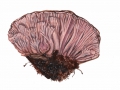 Podoscypha multizonata (Berk. & Broome) Pat. , Gezonter Büschelschwärzling , Vielgezonter Stielbecher