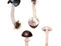 Agrocybe erebia (Fr.) Kühner , Lederbrauner Ackerling