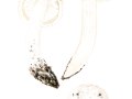 Amanita echinocephala (Vittad.) Quél. , Igel-Wulstling