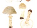 Amanita franchetii (Boud.) Fayod , Rauer Wulstling