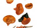 Auricularia auricula-judae (Bull.) Quél. , Ohrlappenpilz , Judasohr