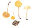 Conocybe tenera (Schaeff.: Fr.) Fayod , Roststieliges Samthäubchen