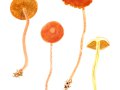 Cortinarius (Derm.) sanguineus (Wulfen: Fr.) Fr. var. sanguineus , Blutroter Hautkopf , Bluthautkopf