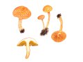 Cortinarius (Lepr.) bolaris (Pers.) Fr. , Rotschuppiger Gürtelfuß