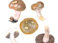 Cortinarius (Phleg.) infractus (Pers.: Fr.) Fr. ,  Bitterer Schleimkopf
