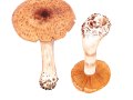 Cortinarius (Ser. ) turgidus  Fr. , Tonweißer Dickfuß , Aufgeblasener Dickfuß , Aufgeblasener Schleierling