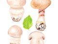 Cortinarius (Ser. ) turgidus  Fr. , Tonweißer Dickfuß , Aufgeblasener Dickfuß , Aufgeblasener Schleierling