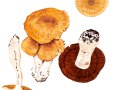Cortinarius (Ser. ) turgidus  Fr. , Tonweißer Dickfuß , Aufgeblasener Dickfuß , Aufgeblasener Schleierling