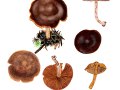 Cortinarius (Tel.) caesiobrunneus  Niskanen,Kytöv. & Liimat , Schwarzbrauner Fichten-Gürtelfuß