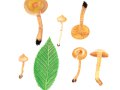 Cortinarius (Tel.) parvannulatus  Kühner , Kleinberingter Gürtelfuß