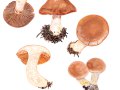Cortinarius (Tel.) solis-occasus  Melot , Abendrot-Gürtelfuß , Orangeroter Gürtelfuß