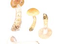 Cortinarius (Lepr.) bolaris (Pers.) Fr. , Rotschuppiger Gürtelfuß