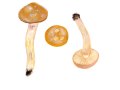 Cortinarius (Phleg.) pseudonaevosus  R.Hry.