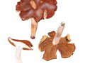 Cortinarius (Myx.) spadicellus (M.M. Moser) Brandrud , Ockerbrauner Schleimkopf