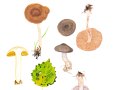 Cortinarius (Derm.) valgus Fr. , Schiefer Raukopf , Schiefer Dickfuß