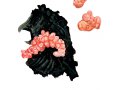 Cratercolla cerasi (Tul.) Bref. , Kirschgallertpilz , Kraterpilz